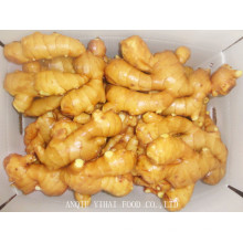 Fresh Ginger/Air-Dry-Ginger Hot Sale